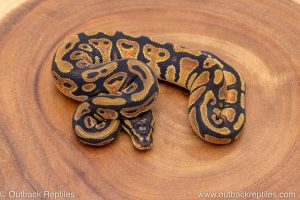 African import ball python for sale