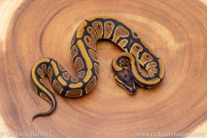 African import ball python for sale