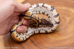 African import ball python for sale