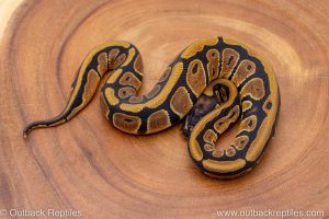 African import ball python for sale