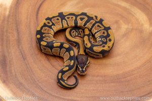 African import ball python for sale