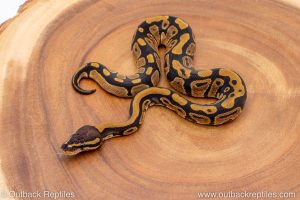 African import ball python for sale