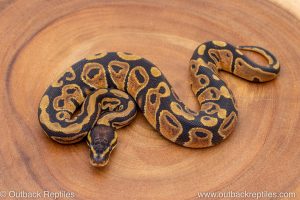 African import ball python for sale