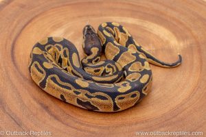 African import ball python for sale