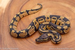 African import ball python for sale
