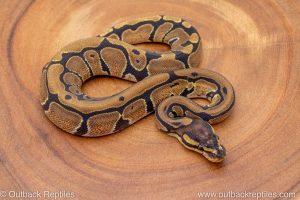 African import ball python for sale