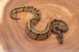 African import ball python for sale