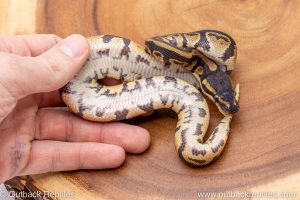 African import ball python for sale