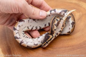 African import ball python for sale
