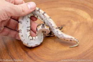 African import ball python for sale