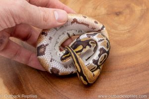 African import ball python for sale
