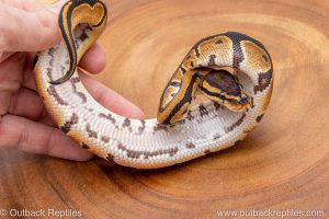 African import ball python for sale