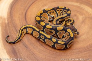 African import ball python for sale