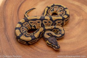 African import ball python for sale