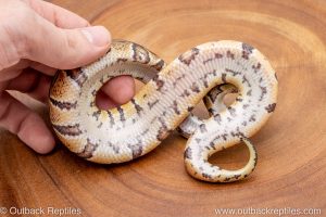 African import ball python for sale