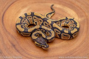 African import ball python for sale
