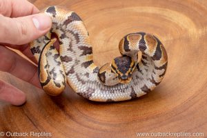 African import ball python for sale