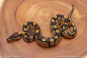 African import ball python for sale