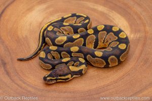 African import ball python for sale