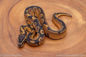 African import ball python for sale