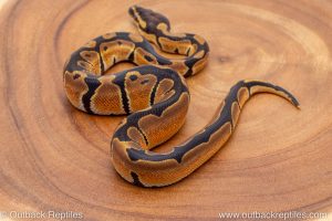 African import ball python for sale