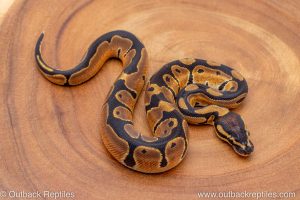 African import ball python for sale