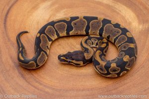 African import ball python for sale