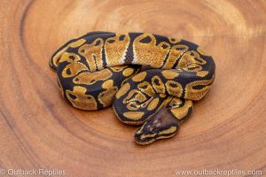 African import ball python for sale