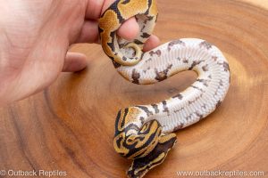 African import ball python for sale