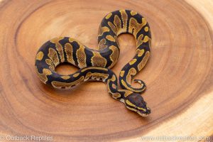 African import ball python for sale
