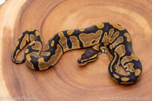 African import ball python for sale