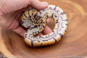 African import ball python for sale