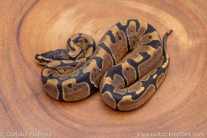 African import ball python for sale