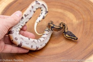 African import ball python for sale