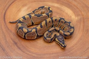 African import ball python for sale