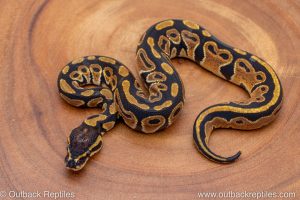 African import ball python for sale