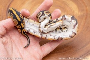 African import ball python for sale