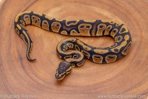 African import ball python for sale