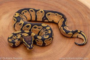 African import ball python for sale
