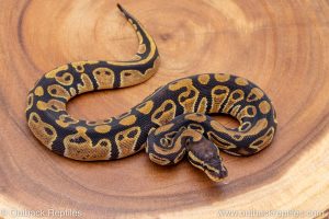 African import ball python for sale