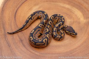 African import ball python for sale