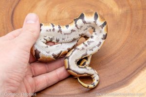 African import ball python for sale