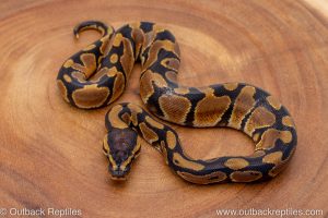 African import ball python for sale