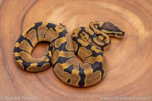 African import ball python for sale