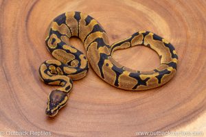 African import ball python for sale