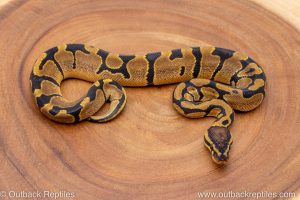African import ball python for sale