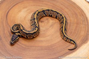 African import ball python for sale