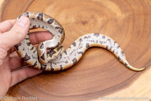 African import ball python for sale
