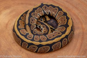 African import ball python for sale