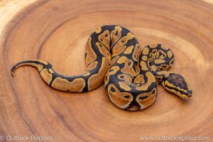 African import ball python for sale